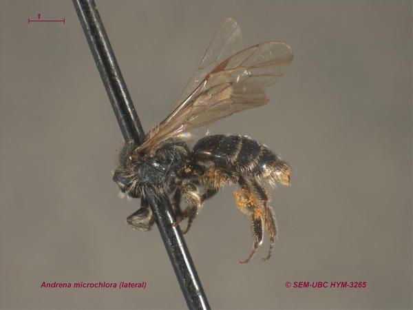 Photo of Andrena microchlora by Spencer Entomological Museum
